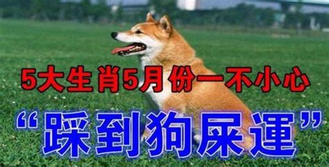 踩到狗大便運氣|踩狗屎改變人生軌跡